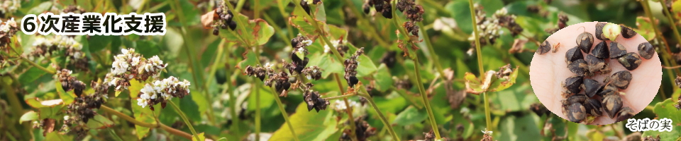 6次産業化支援